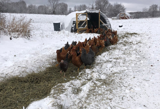 The Hoop House & The 2022 Hen Drive