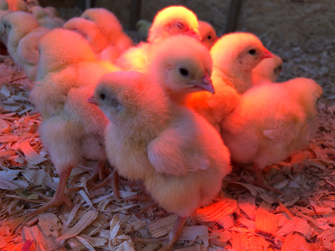 How Big is a Chicken? Ideal Size for Our Farm and Your Kitchen