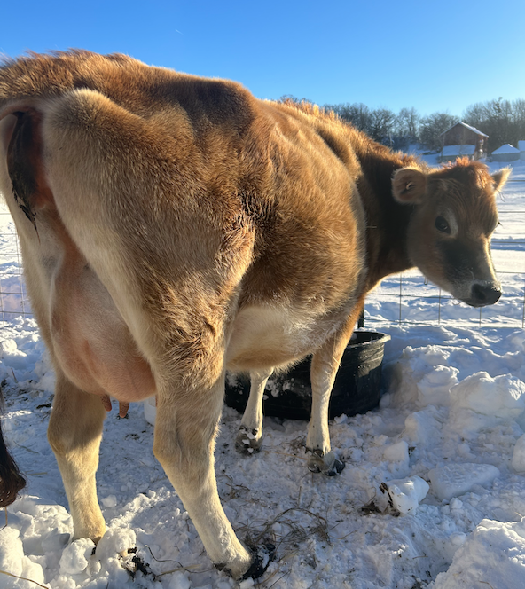 The Family Cow - The Dumbest Best Idea