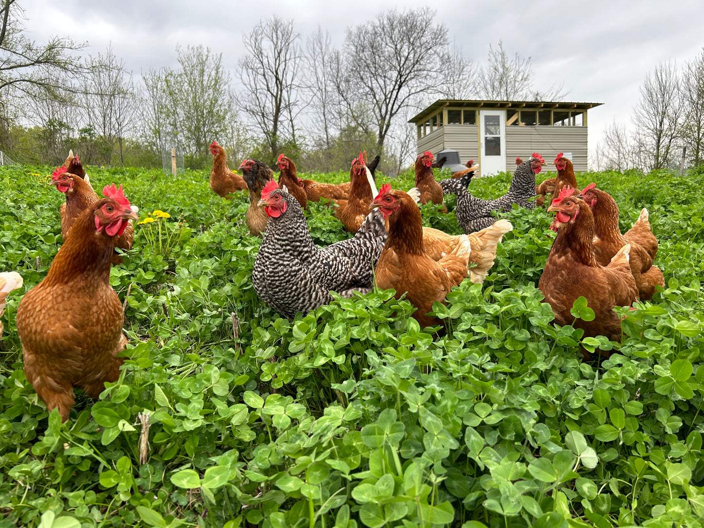Pasture-Raised & Organic-Fed Stewing Hen