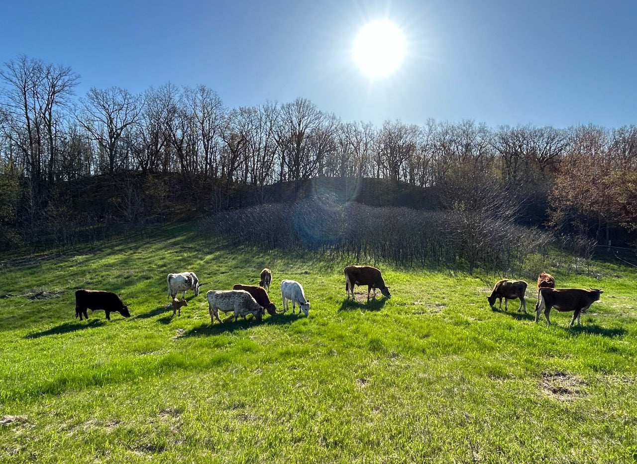 100% Grass Beef