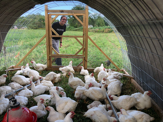 Profit & Loss - A Transparent Look at Pasture Raised Chicken Cost and Profits at Farmcraft