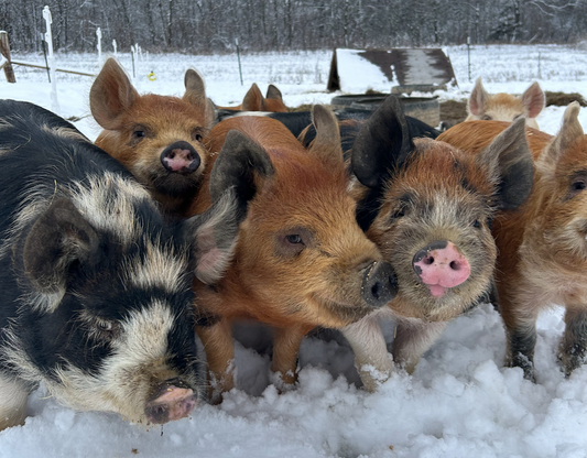 Frozen Farm