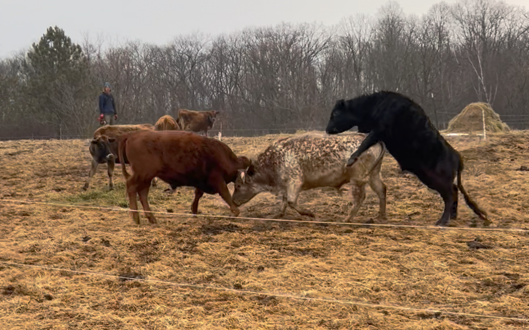 The Meeting of the Herds
