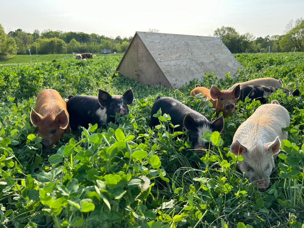 Pasture Raised & Organic Fed Pork - Whole and Halves