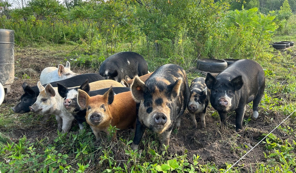 Pasture Raised & Organic Fed Pork - Whole and Halves