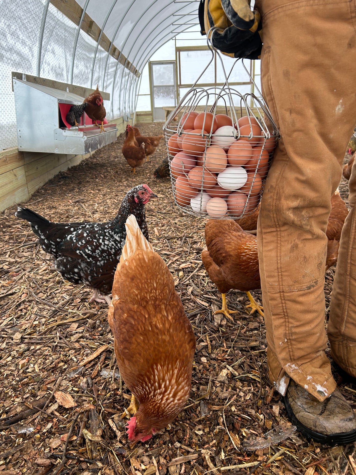 Pasture Raised and Organic Fed Eggs